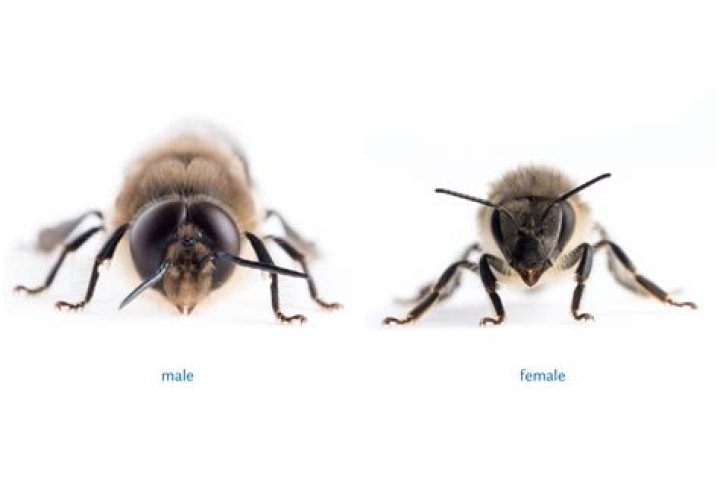 Are all bees male?