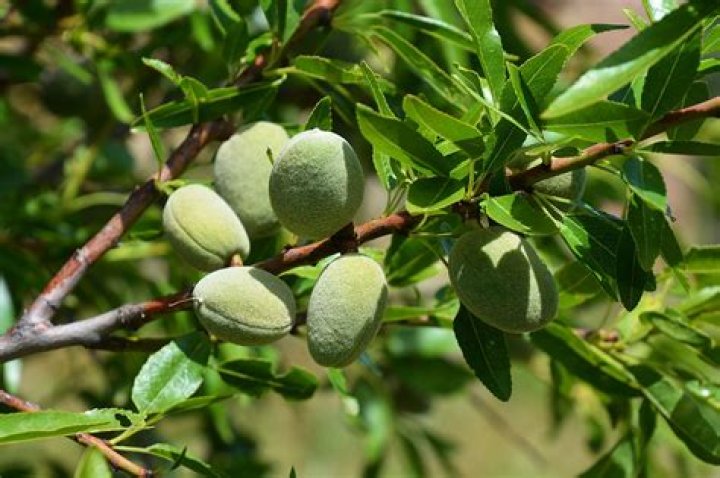 Are almonds a bean?