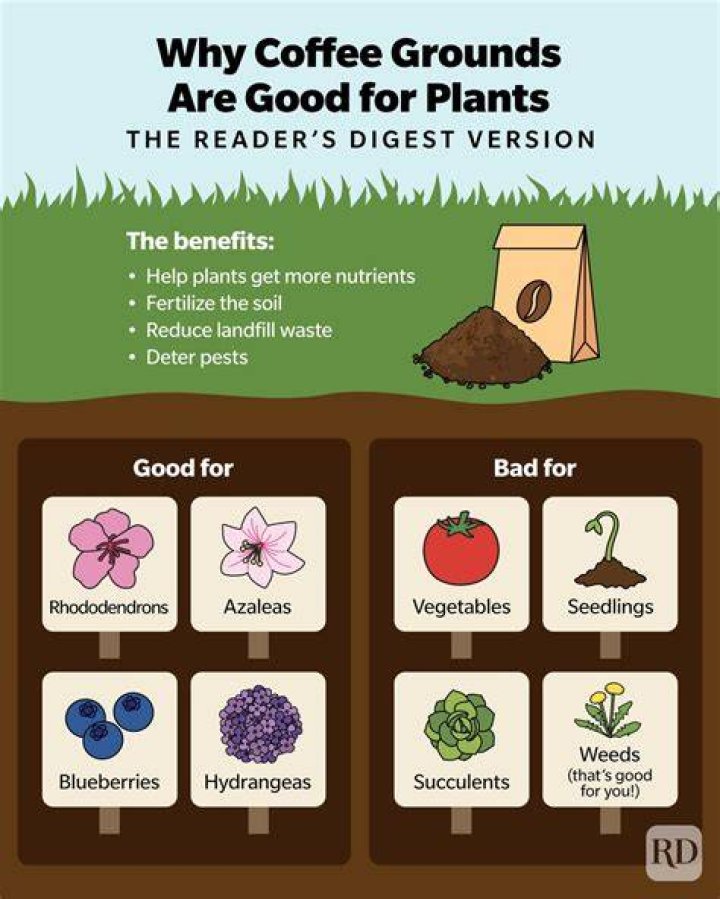 Are coffee grounds good for growing cucumbers?