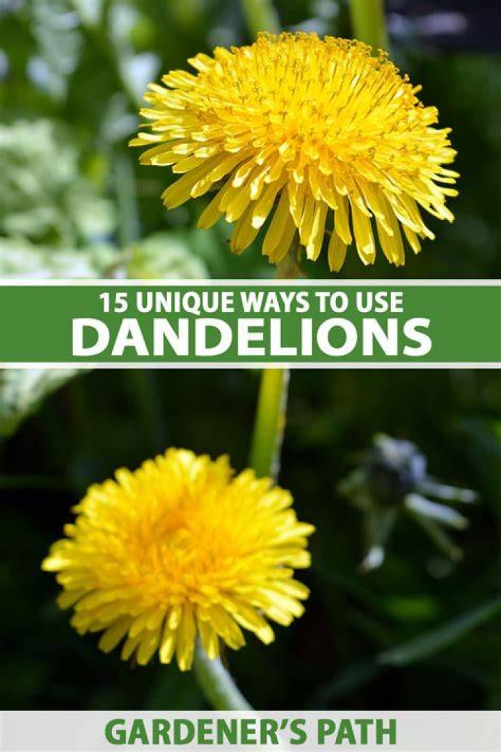 Are dandelions safe to eat for dogs?
