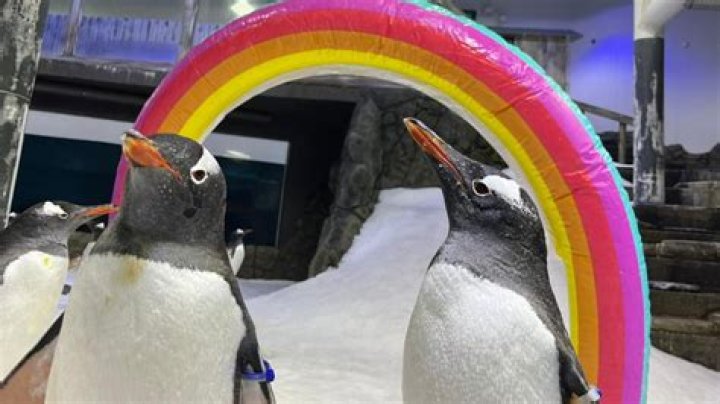 Are penguins asexual?