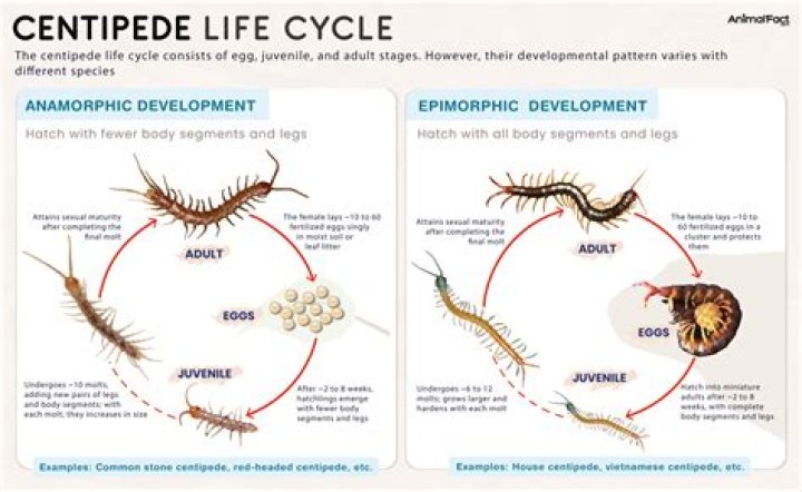 Can centipedes come back to life?