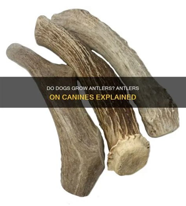 Can dogs grow Antlers?