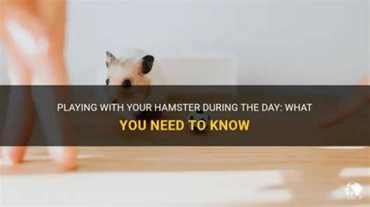 Can I play with my hamster in the day?