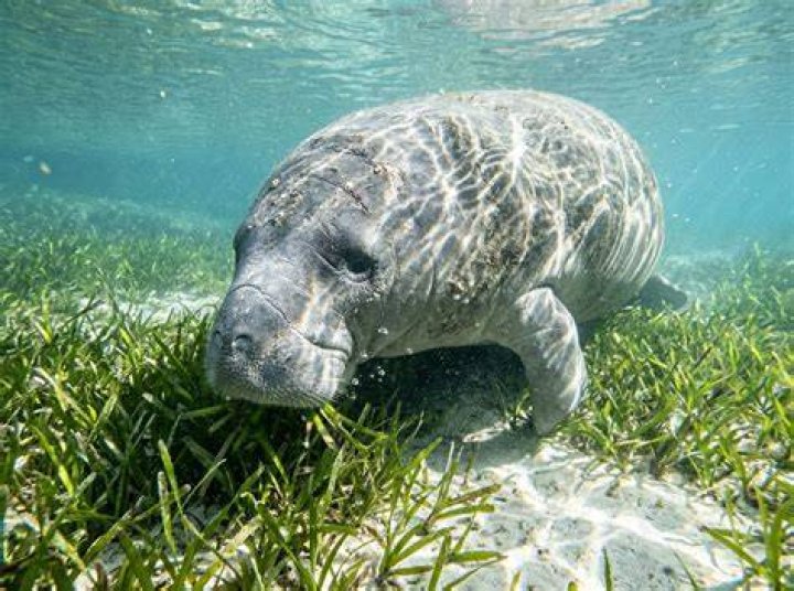 Can manatees drown you?