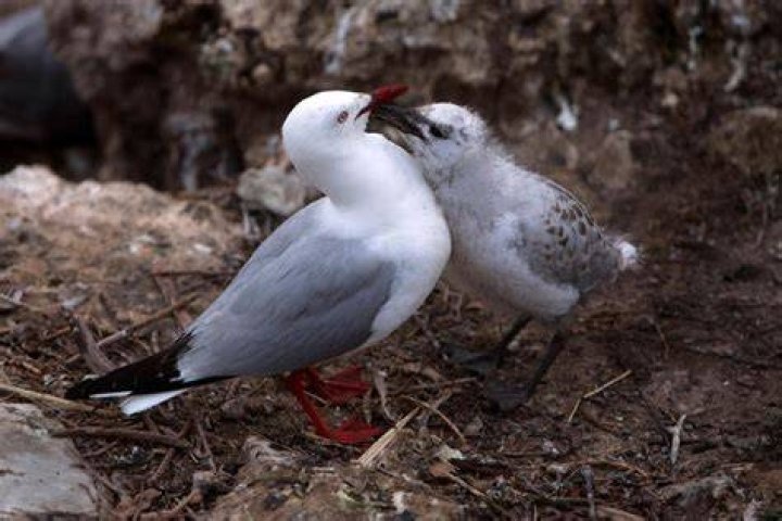 Can Seagulls eat baby sharks?