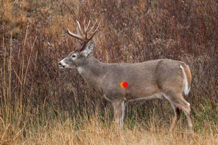 Can u outrun a deer?