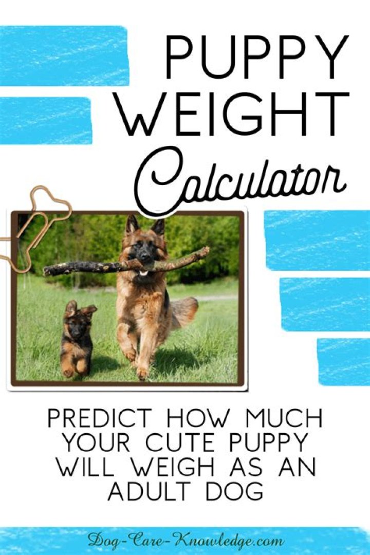 Can you tell how big a puppy will get?