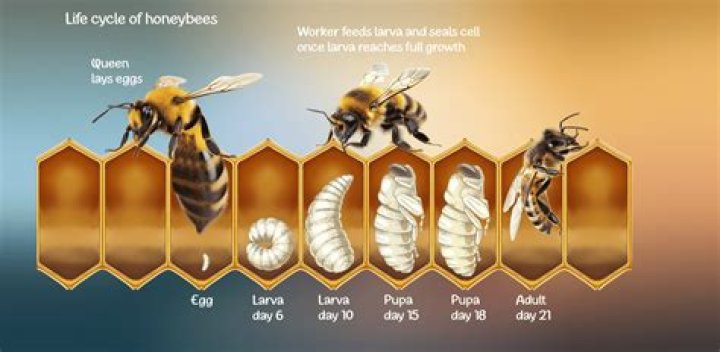 Do bees come back to the same nest each year?