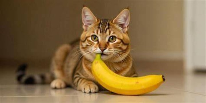 Do cats like to eat bananas?