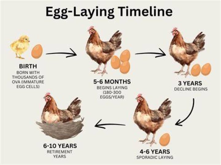 Do chickens like to lay in the sun?