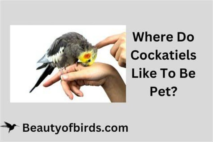 Do cockatiels like to be touched?