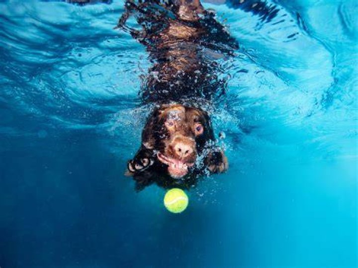 Do dogs dive underwater?