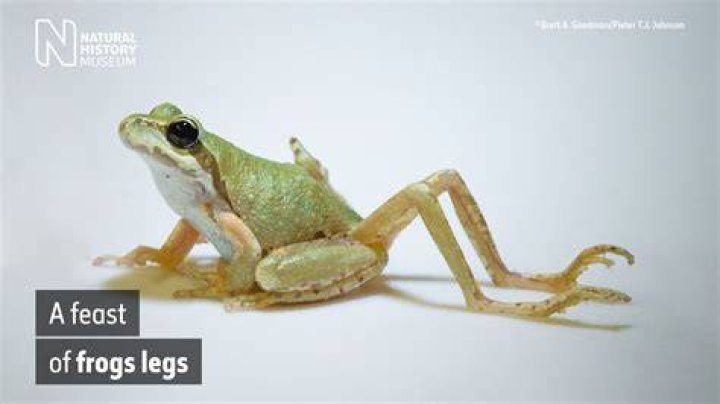 Do frog legs grow back?