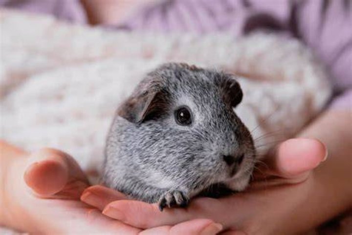 Do guinea pigs like to be scratched?