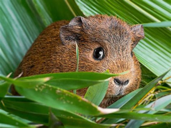 Do guinea pigs like warm or cold weather?