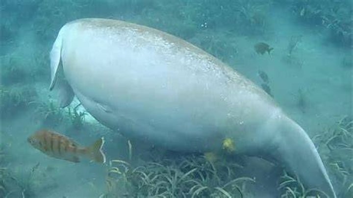 Do manatees poop?