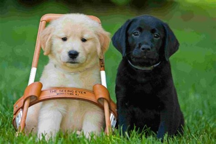 Do Seeing Eye dogs know their owners are blind?
