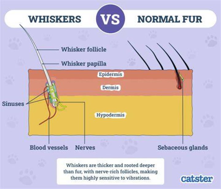 Does it hurt a cat to cut their whiskers?