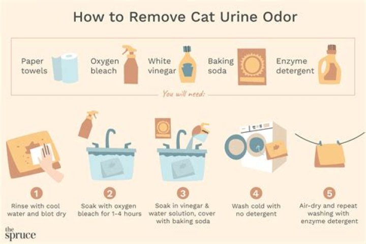 Does laundry detergent get rid of cat pee?