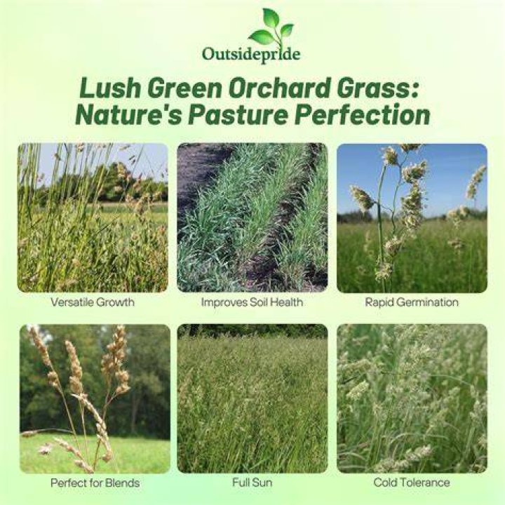Does orchard grass make good hay?