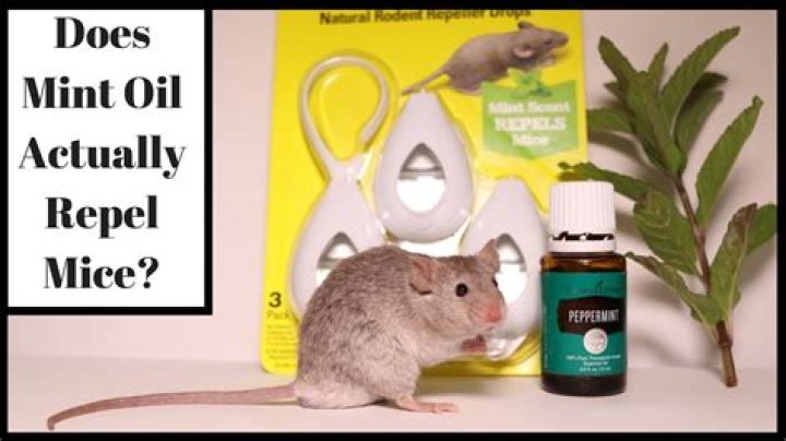 Does peppermint oil really keep mice away?