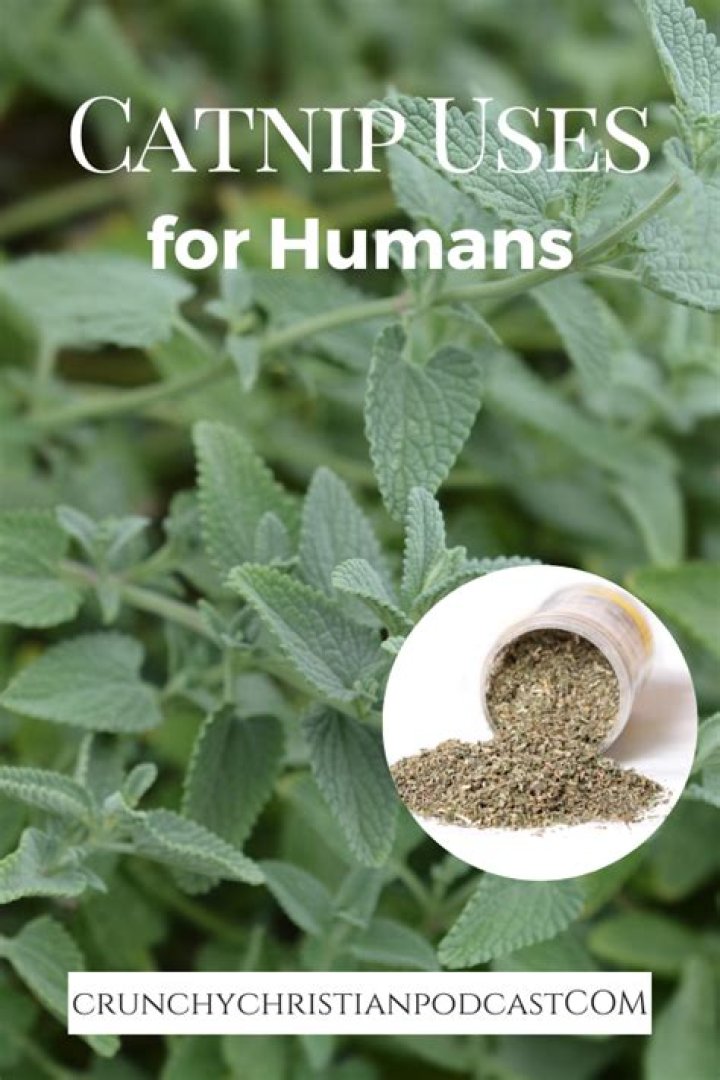 How do humans use catnip herb?