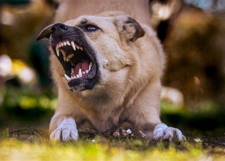 How do I stop my puppy from snapping at my face?