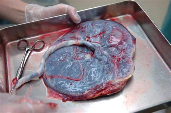 How do you dehydrate placenta in the oven?