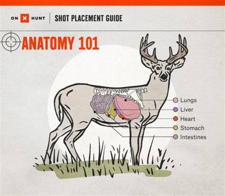 How do you gain a deer's trust?