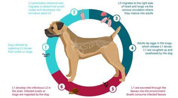 How do you get rid of lungworm in dogs?