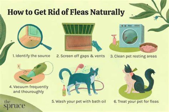 How do you get rid of nuisance cats?