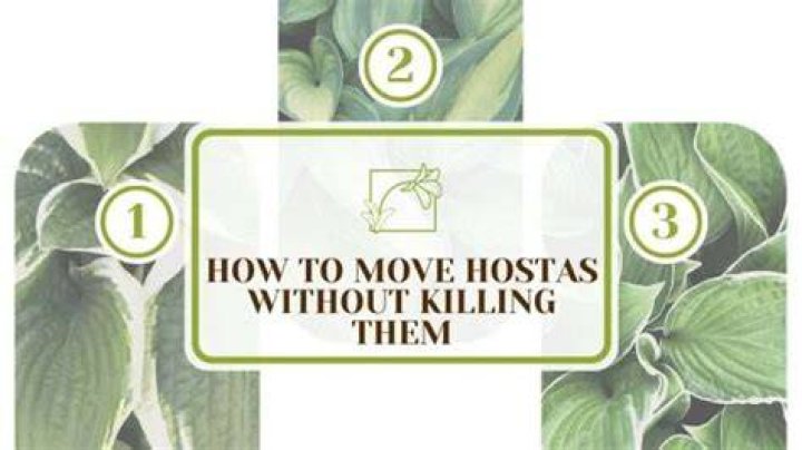How do you move hostas without killing them?