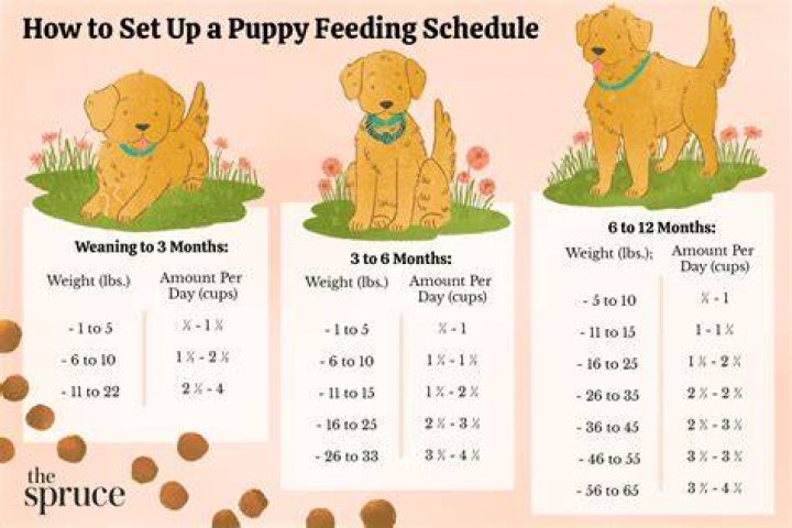 How much turmeric should I give my dog per day?