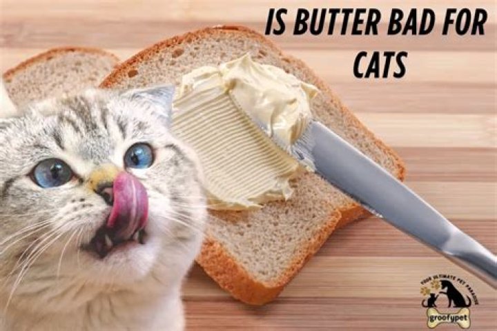 Is butter bad for cats?