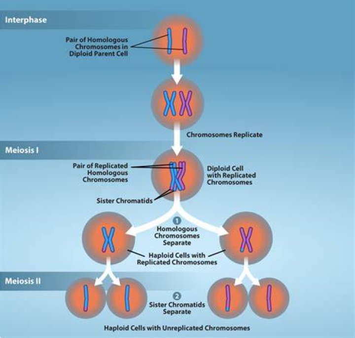 Is DNA replicated during meiosis 1?