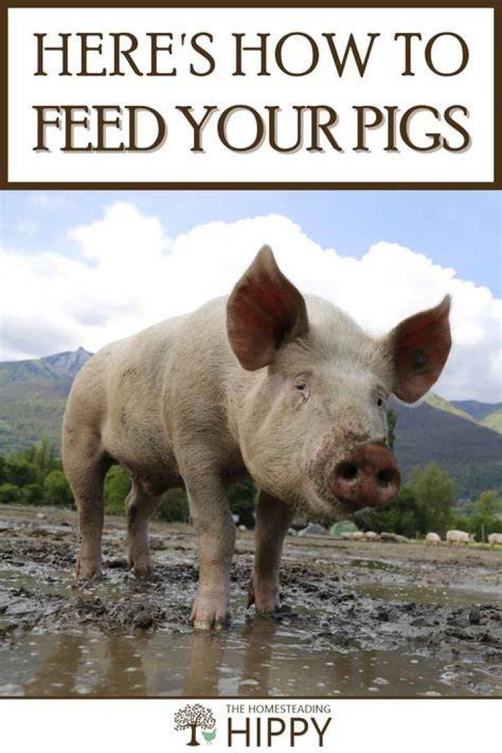 Is it OK to feed a pig once a day?