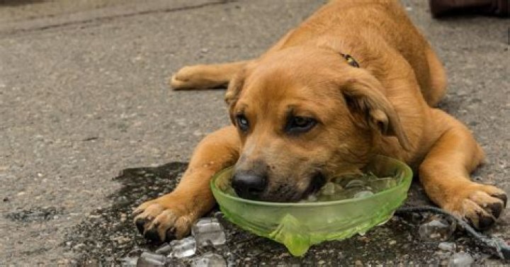Is it OK to give dogs ice water?