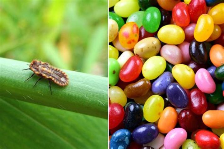 Is red candy made out of bugs?