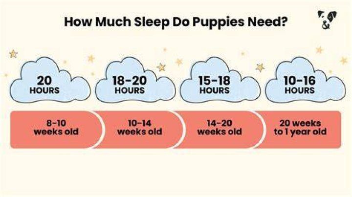 Should I let my 8 week old puppy sleep with me?