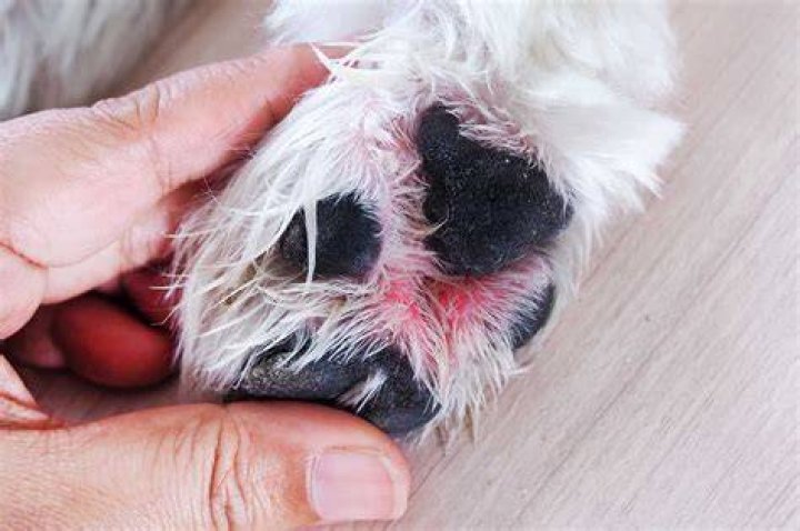 Should you ice dogs PAWS?