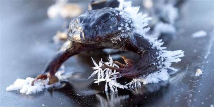What animal can freeze without dying?