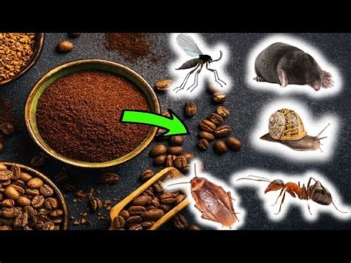 What bugs are repelled by coffee grounds?