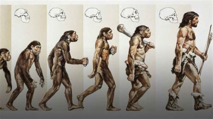 What did the first humans eat?
