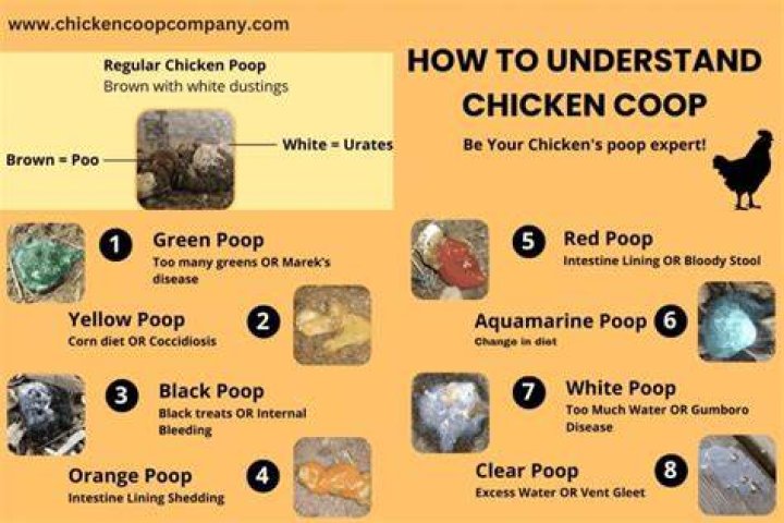 What do you do with chicken droppings?