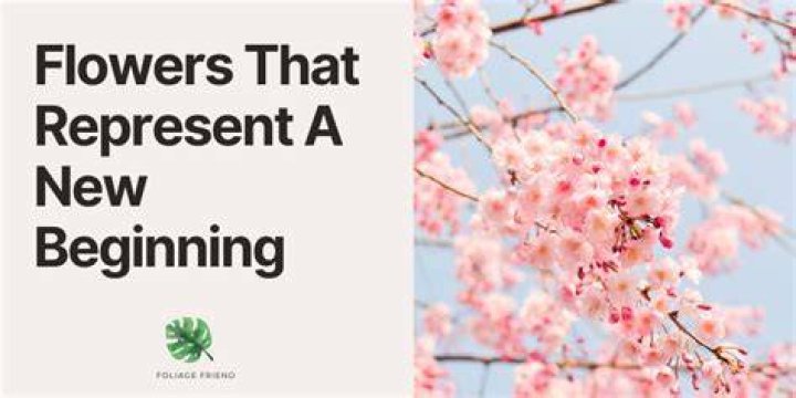 What flower represents a new beginning?