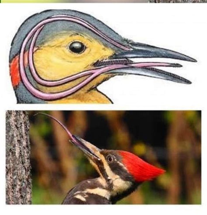 What is a woodpecker's enemy?