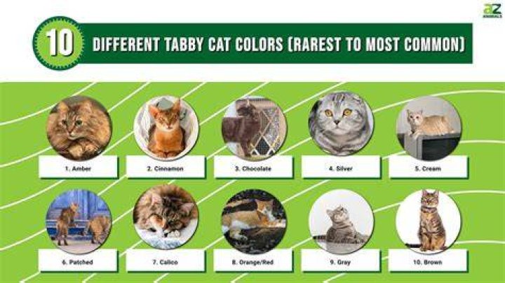 What is tabby short for?