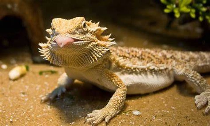 What is the friendliest type of bearded dragon?
