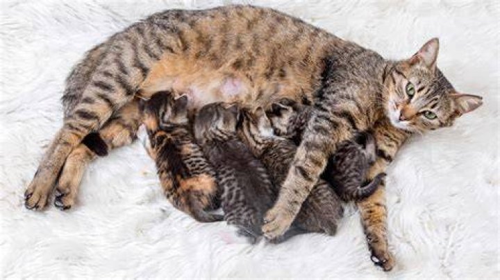 What is the youngest a cat can get pregnant?